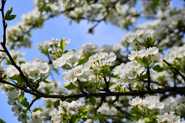 Alter Birnbaum mit weißen Blüten