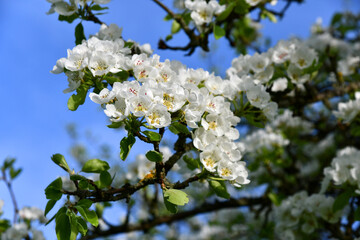 Alter Birnbaum mit weißen Blüten