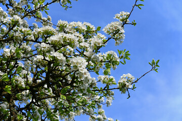 Alter Birnbaum mit weißen Blüten
