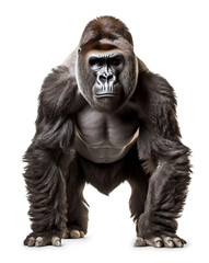 Fototapeta premium silverback gorilla front view on isolated background