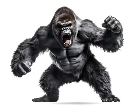 silverback gorilla about to fight on isolated background