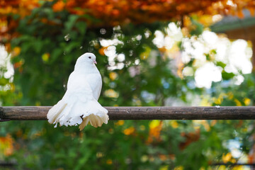 Beautiful white dove sits on a perch against the backdrop of an autumn forest