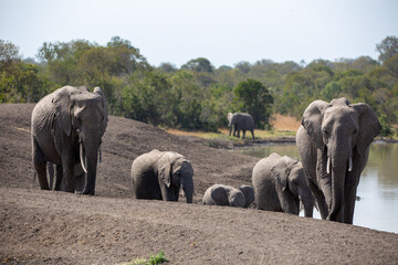 Fototapeta premium Family of elephants refreshing them selves at the local watering hole an African safari in Ol Pejeta Conservancy, Kenya.