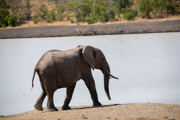 Elephant refreshing its self at the local watering hole an African safari in Ol Pejeta Conservancy, Kenya.
