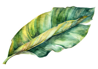 Tropical, exotic leaf painted with watercolor isolated on white transparent background