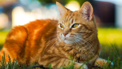 Portrait de Creespy, le chat roux, pendant le crépuscule