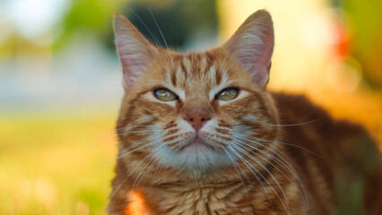 Portrait de Creespy, le chat roux, pendant le crépuscule