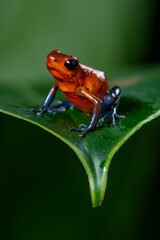 Strawberry Poison-dart Frog (Oophaga pumilio) from the tropical rain forest of Costa Rica, Central America - stock photo