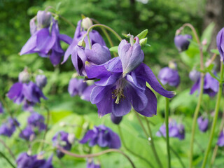 ミヤマオダマキ