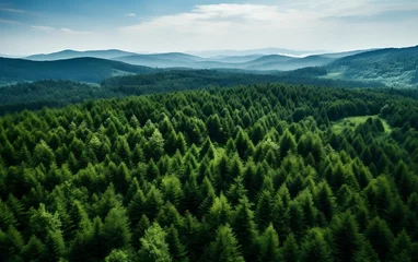 Gardinen Green Forest, Aerial view © FlowStudio