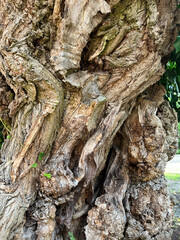 Old tree. Beautiful bark. Background image.