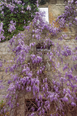Springtime. Wall of ruined house overgrown with flowering wisteria