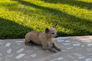 Old dog of the pinscher breed, lying on the sidewalk with green grass in the background.