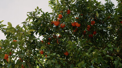 orange tree in european city