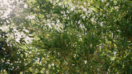 bamboo leaves swayy on the wind