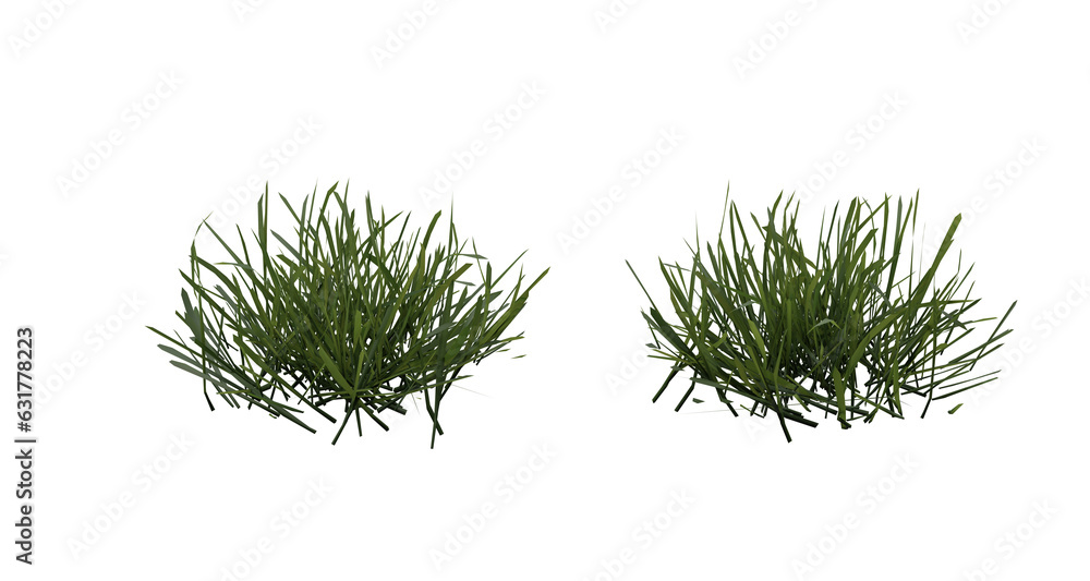 Poster bunches of grass on a transparent background. 3d rendering.