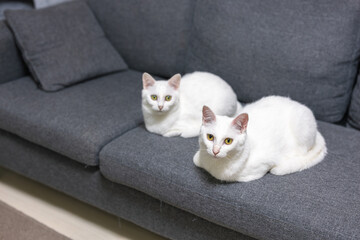 ソファでくつろぐ２匹の白猫兄妹