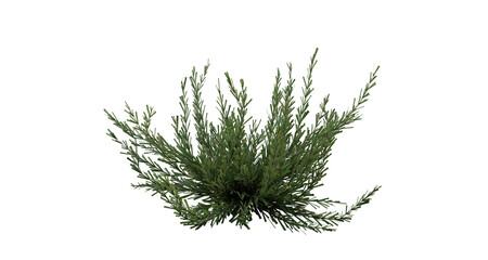 3D Rendering of an Isolated Rosemary Plant on a Transparent Background. 3D render. - obrazy, fototapety, plakaty