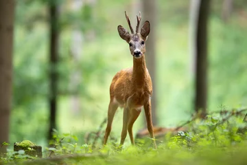 Foto op Canvas Roe Deer (Capreolus Capreolus) buck standing in summer forest with trees in backround. © Karel