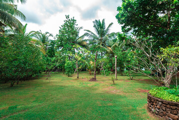 A line of palm trees, creating a classic tropical landscape. Calm seaside scene with warm light, vacation mood, and natural coastal beauty.