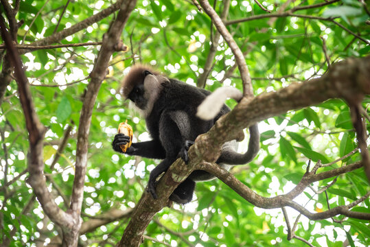 monkey eating banana on tree yale Sri Lanka