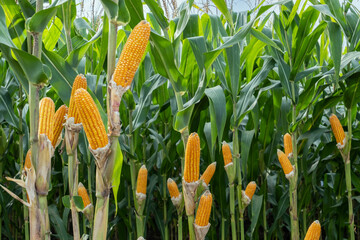corn fruit growing big in cornfield, corn farming success