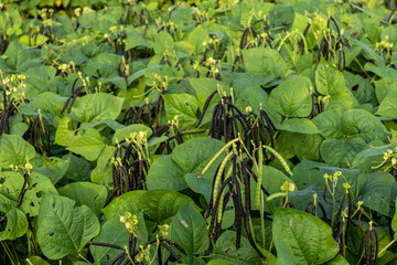 mung bean fields that bear heavy fruit, plant mung beans in an organic way without chemical...