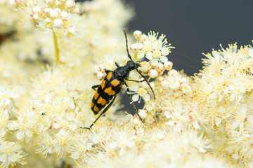 Vierbindiger Schmalbock (Leptura quadrifasciata)