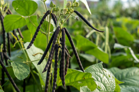close-up photo of a mung bean tree bearing fruit in a green bean field