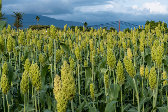 close-up photo of sorghum plants that thrive in Indonesia, the concept of world food day