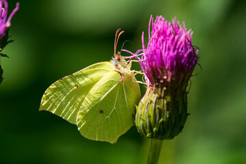 Zitronenfalter (Gonepteryx rhamni)