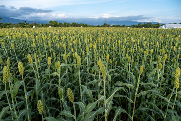 Fototapeta na wymiar high angle photo of a thriving sorghum field, a field of young sorghum bearing fruit