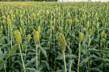 Drone photo of young sorghum fields that are bearing fruit in Indonesia - obrazy, fototapety, plakaty