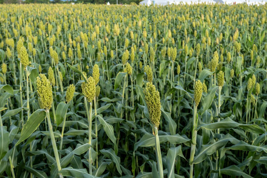 Drone photo of young sorghum fields that are bearing fruit in Indonesia