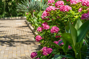 Beautiful pink hydrangeas blossoming next to paved pathway in tropical park