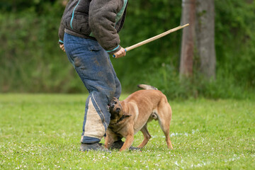 berger belge malinois en ring 