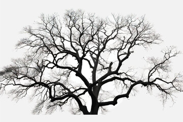 Bare branches of sessile oak tree against sky silhouette. Vector illustration desing.