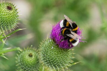 Dunkle Erdhummel (Bombus terrestris)