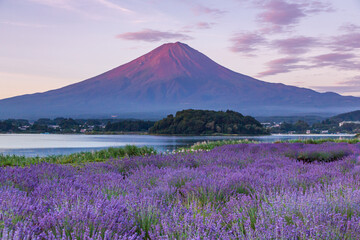 Fototapeta na wymiar 夏の河口湖ラベンダー畑から夜明けの赤富士