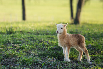 junges Schaf, Schäfchen auf grüner Wiese mit Bäumen 