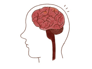 わかりやすい脳のイラスト