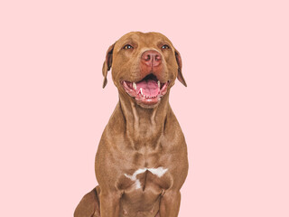 Cute brown dog. Isolated background. Close-up, indoors