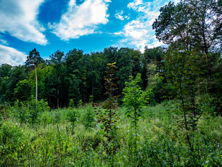 Wiederaufforstung im Mischwald