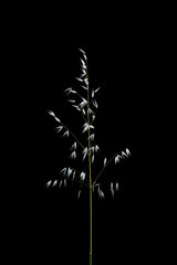 Fine wild oat Avena barbata on black background