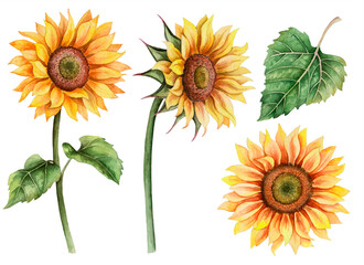 Set of watercolor sunflowers, hand drawn floral illustration isolated on a white background.
