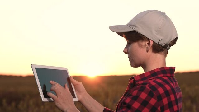 farmer using tablet hand watches sunset wheat field. beautiful image agriculture sun. farm own smart engaged man uses digital technology manage crops. harvesting crops checking wheat with help tablet