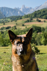 German shepherd dog posing for photo overlooking famous valley in Picos de Europa with a view on Urriellu