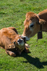 Cow licking face of her calf in the green field © sashapritchard