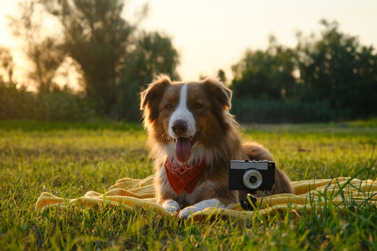 Concept pets look like people. Dog professional photographer with vintage film photo camera. Brown Australian Shepherd lies on yellow blanket at sunset in summer. Aussie red tricolor outside.