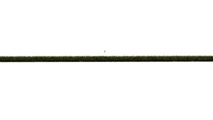 grass isolated on white background